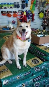 Photo of dog in SPCA store