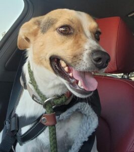 Kobe Solano Spokes dog for Solano SPCA
